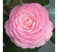Camélia rose - camellia japonica - 40-50 cm pot