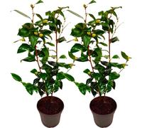 Camélia - Set de 2 - Camellia japonica 'Brush Field' - Hauteur 50-60cm - ⌀15cm