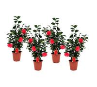 Camélia - Set de 4 - Camellia japonica 'Lady Campbell' - Hauteur 60-70cm - d19cm