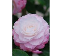 Camélia 'tammia' taille du pot - en pot