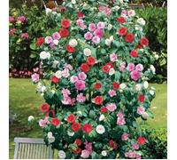 Camélia Tricolore 12cm: Fleurs Vivaces Multicolores pour Jardins Élégants