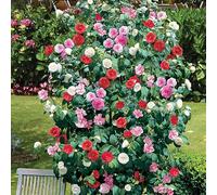 CAMELIA TRICOLORE 3 PLANTES 3 COULEURS MELANGE FLEUR/PLANTE DE JARDIN EN POT