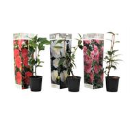 Camellia japanese rose - 3