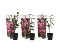Camellia japanese rose rose - 3