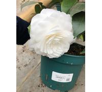 Camellia japonica - Camélia du Japon blanc en conteneur de 3 litres 40-50 cm
