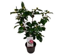 Camellia japonica japanse rose bonomiana
