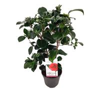 Camellia japonica japanse rose campbell