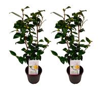 Camellia japonica japanse rose yellow x2