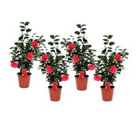 Camellia Japonica - Lot de 4 - Rose japonaise - 60-70cm - Ø19cm - Multideal