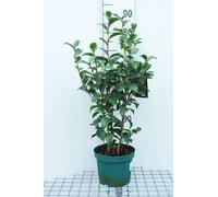 Camellia japonica rood-rouge - Camellia japonica red 60- 80 cm container