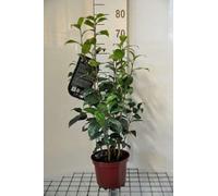 Camellia japonica rood-rouge - Camellia japonica rood-rouge 50-60 cm en pot