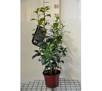 Camellia japonica rood-rouge - Camellia japonica rouge conteneur 50- 60 cm