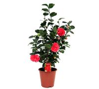 Camellia Japonica - Rose japonaise - Jardin - Pot 19cm - Hauteur 60-70cm