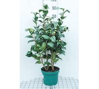 Camellia japonica roze-rose - Camellia japonica rose conteneur 60- 80 cm