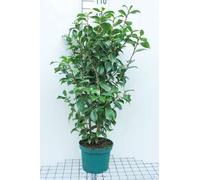 Camellia japonica wit-blanc - Camellia japonica weiß 60- 80 cm Container
