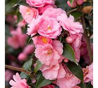 Camellia williamsii 'Spring Festival' Arbuste de jardin rose à feuilles persistantes | Pot 9 cm