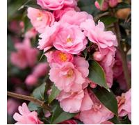 Camellia williamsii 'Spring Festival' Arbuste de jardin rose à feuilles persistantes | Pot 9 cm