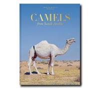 Camels From Saudi Arabia