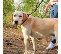 Camerazar Laisse tactique pour chien avec poignée en corde de nylon noir