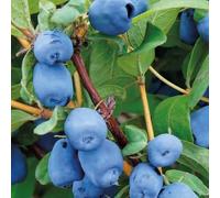 Camérise du Kamtchatka Zojka 1L - Une des variétés les plus sucrées