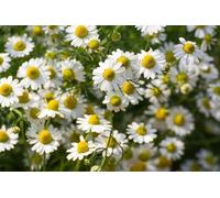 Camomille Romaine - Chamaemelum nobile 500 Graines vivace,