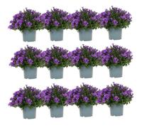 Campanula Addenda - Campanule lilas taille du pot 12cm - 1m2 couvre-sol - 12 pièces - Ambella lilas - plantes de jardin - rustique