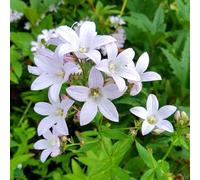 Campanula Loddon Anna - Une campanule lactiflore rose pâle vivace