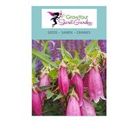 Campanula punctata rubliflora 'Rouge' 70 Graines - vivace