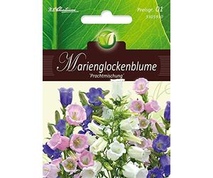 Campanula - Taille moyenne - Carillon marin - Mg