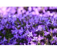 Campanule carpatica, Campanule des Carpates (Bleu)