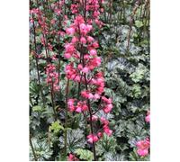 Campanule pourpre - Heuchera hybr. 'Paris'® | 9x9 cm pot