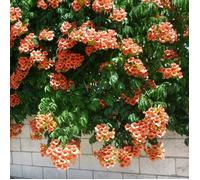 Vigne trompette 'Radicans' Campsis, arbuste caduc, plante grimpante en pot pour le jardin.