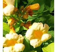 Campsis Radicans 'Flava'- Bignone; Trompette de virginie 50-60 cm en conteneur