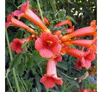 Campsis Tagliabuana 'Madame Galen'- Bignone; Trompette de virginie 50-60 cm en conteneur