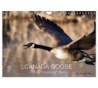 CANADA GOOSE / UK-Version (Wall Calendar 2026 DIN A4 landscape), CALVENDO 12 Month Wall Calendar: The "honking" bird