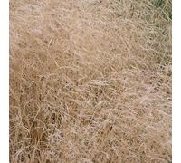 Canche Cespiteuse - Deschampsia Cespitosa 40/50 cm Godet 9cm - Plante En Godet - Floraison Juin à Août Exposition - Hauteur 40/50 Cm - Exposition Soleil à Mi-ombre Sol
