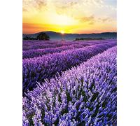 Canevas Broderie Point De Croix Kit Complet Adulte Debutant Paysage Champ De Lavande Croix ,40X50Cm Kit Broderie Point De Croix Compté Imprimé Enfant Débutant Adulte Anglaise, Easy Set Loisirs Créat