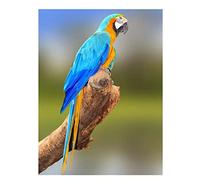 Canevas Broderie Point De Croix Kit Complet Adulte Debutant, Perroquet Oiseau Animal Pré-Imprimé 11Ct Motifs De Broderie Au Point De Croix Fils Dmc Travaux Manuels Artisanat Couture Artisanat Ki