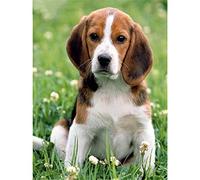Canevas Broderie Point De Croix Kit Complet Adulte Debutant Tableau Imprimé Animal Chien Beagle Kit Broderie Point De Croix Compté Imprimé Enfant Débutant Adulte Anglaise, Easy Set Loisirs Créatifs