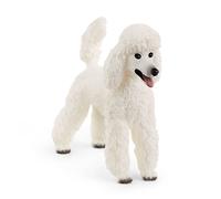 Caniche