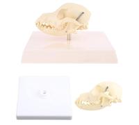Canin Dog Skull Model Anatomie Squelette Enseignement Vétérinaire Affichage Education Halloween Cadeaux Aide Enseignement Chien Canin Aide Enseignement des Vertèbres lombaires Coccyx Modèle Anatomie