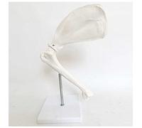 Canine Skeleton Model Canine Bone Model of Scapula Pet Dog Bone Joint Anatomy Model Animal Skeleton Model Teaching Display Bones Model Prop (White)