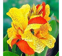 Canna Cleopatra, confezione da 5, rizomi, 2 - 3 occhi), seme da letto, contenitore, seme caratteristiche, fondazione, bordi misti, tropicali, giardini acquatici