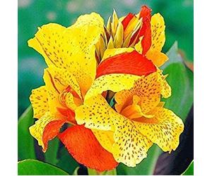 Canna Cleopatra, confezione da 5, rizomi, 2 - 3 occhi), seme da letto, contenitore, seme caratteristiche, fondazione, bordi misti, tropicali, giardini acquatici