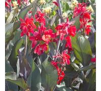 Canna 'Feu Magique' / Balisier panaché/Conteneur de 2 à 2.9 litres/Vivace