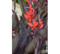 Canna 'Ibis' / Canna Géant à feuillage pourpre/Balisier d'Inde/Conteneur de 2 à 2.9 litres/Vivace