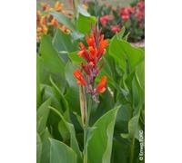 Canna 'Marabout' / Canna Géant Marabout/Balisier d'Inde/Conteneur de 2 à 2.9 litres/Vivace