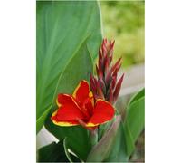 Canna red golden flame' taille du pot -
