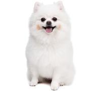 Canne Aveugle télescopique Ultra Courte - Canne d'escalade Pliante en Alliage de Titane Qui, pour Les aveugles ou Les malvoyants, Pointe de béquille en Option(C,125cm(49in))