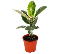 Caoutchouc blanc - Ficus elastica "Tineke" - Pot de 17cm